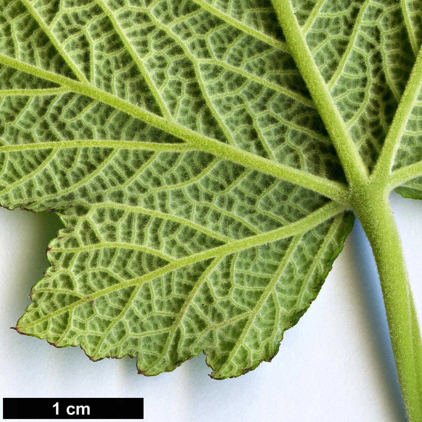 High resolution image: Family: Rosaceae - Genus: Rubus - Taxon: aff. setchuenensis